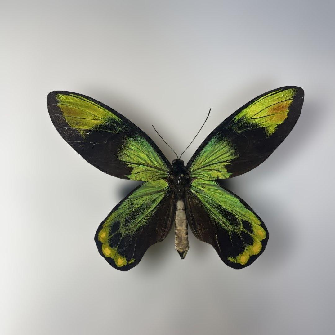 ビクトリアトリバネアゲハ赤紋出現