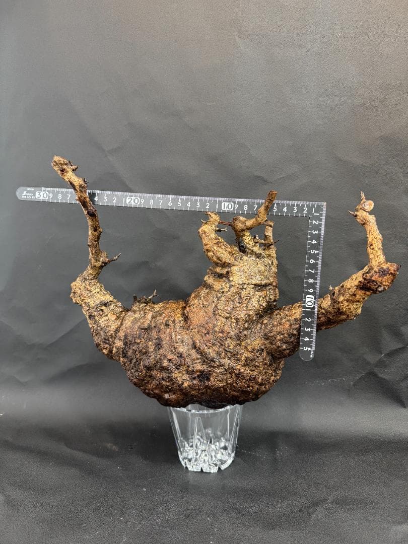 オペルクリカリアパキプス　ベアルート