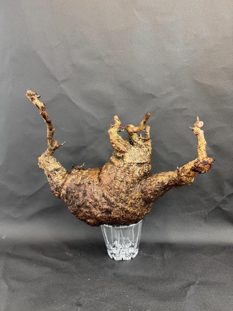 オペルクリカリアパキプス　ベアルート