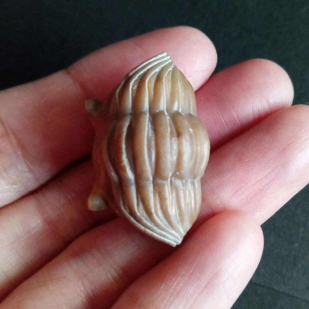 化石　三葉虫　ロシア産　防御姿勢　エンロール　美麗標本　極めて希少