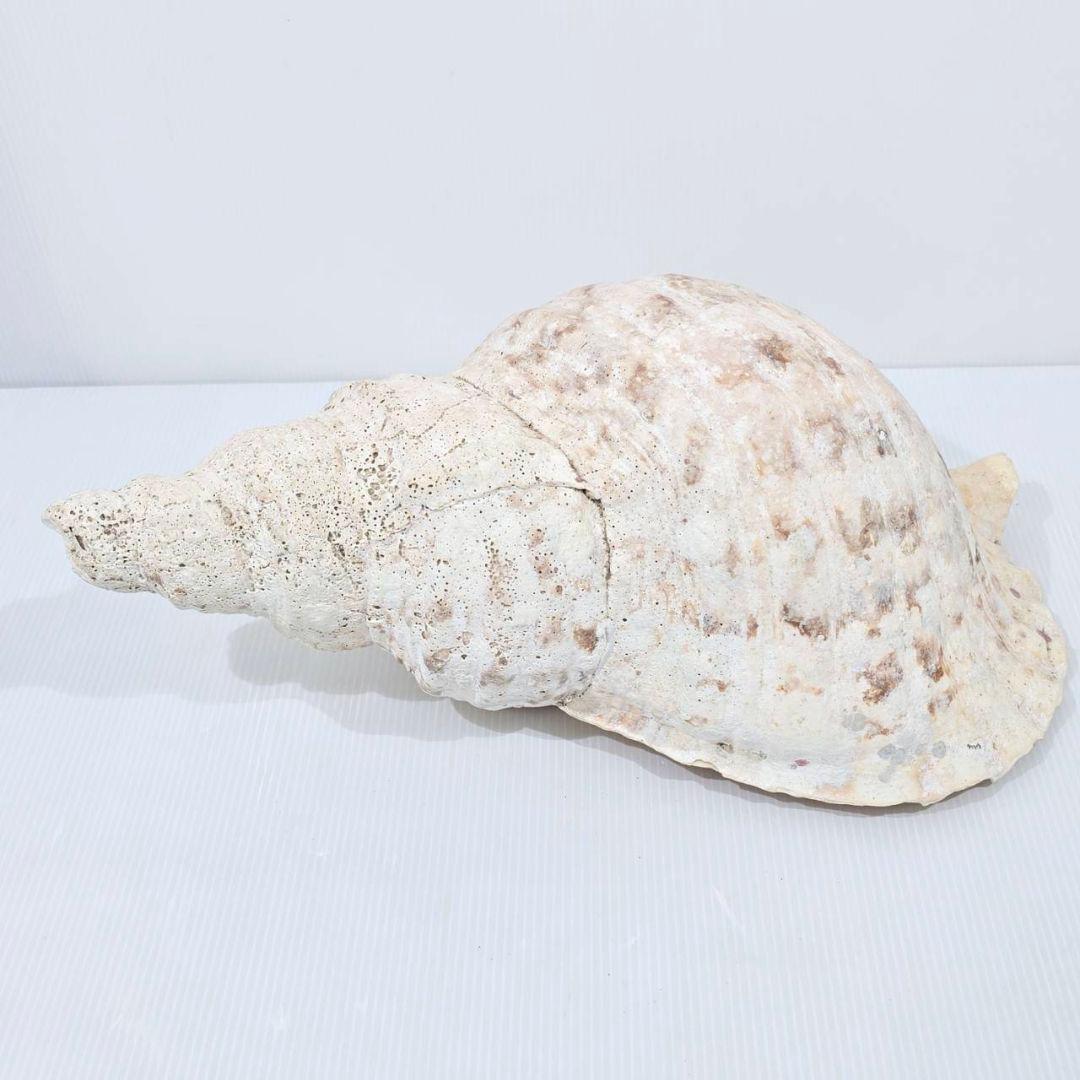 法螺貝 魔除け ほら貝 ホラ貝 36cm 巨大 オブジェ