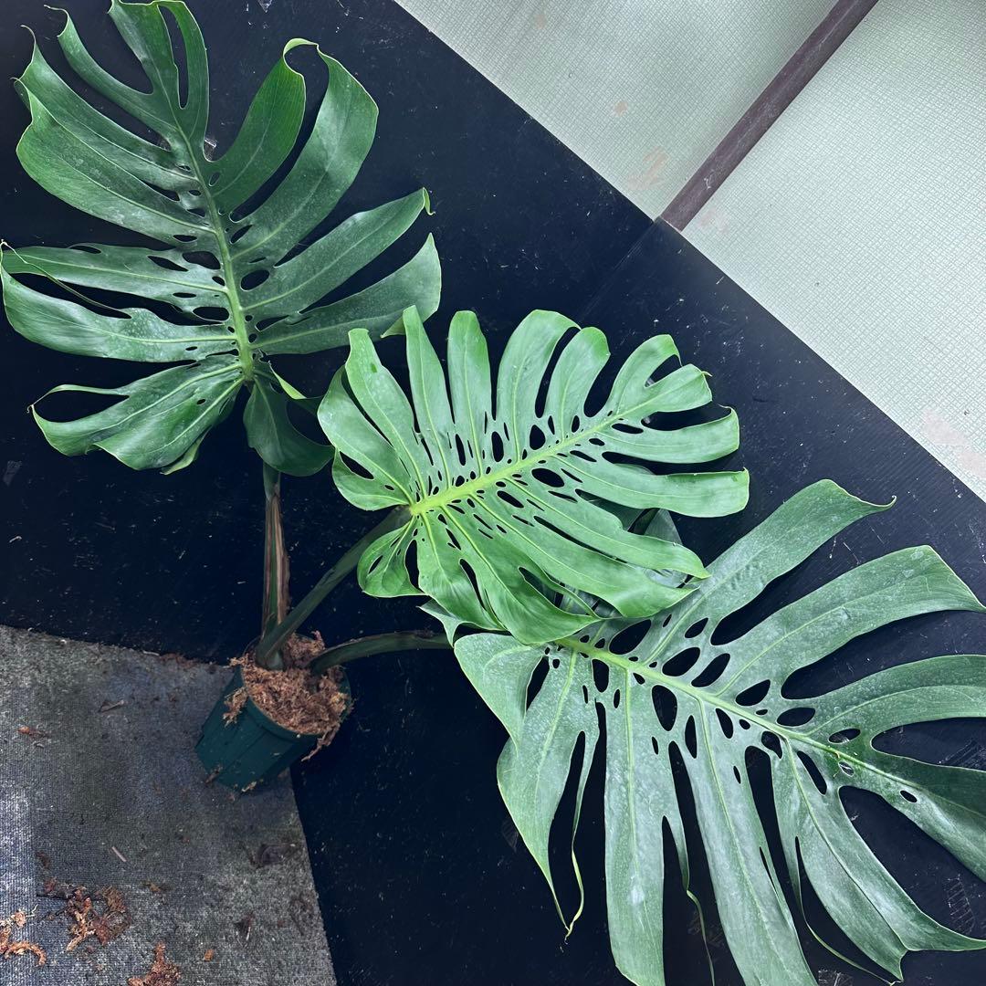 た*き様 モンステラデリシオーサマクロコズム超希少系統鉢植え