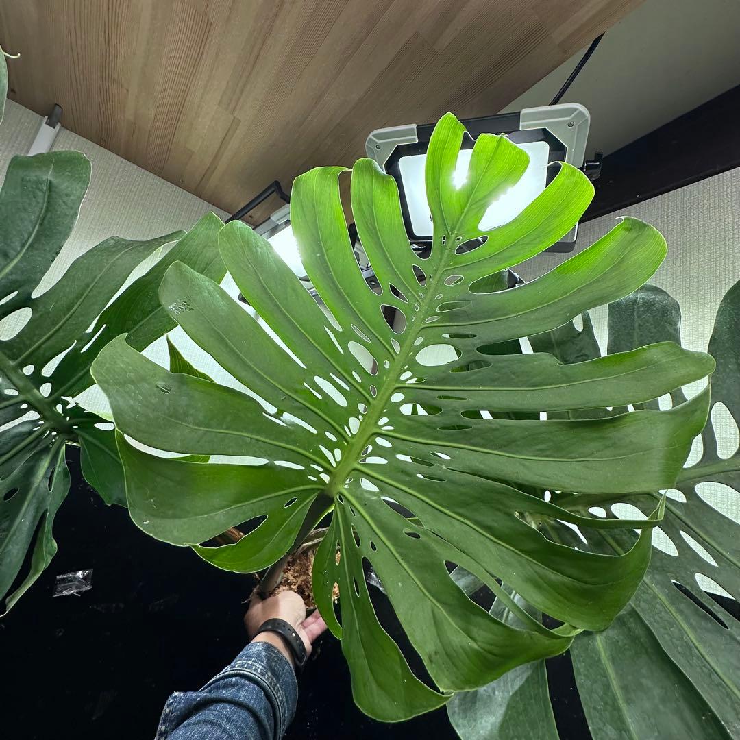 た*き様 モンステラデリシオーサマクロコズム超希少系統鉢植え