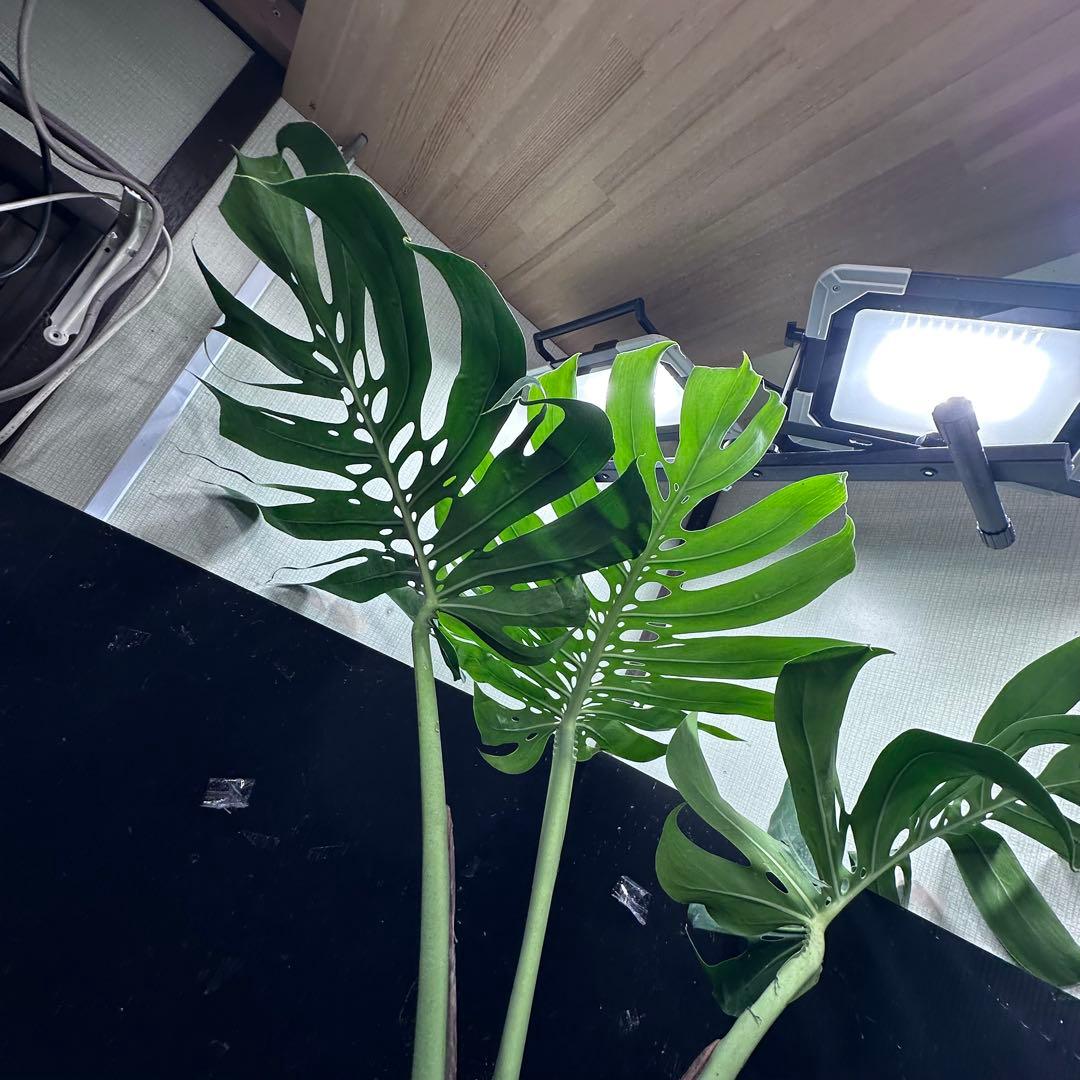 た*き様 モンステラデリシオーサマクロコズム超希少系統鉢植え