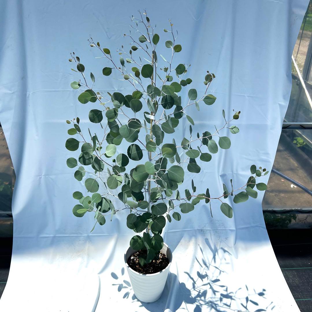 【an】ポポラス高さ120㎝前後、ロシアンオリーブ高さ120㎝前後　2本