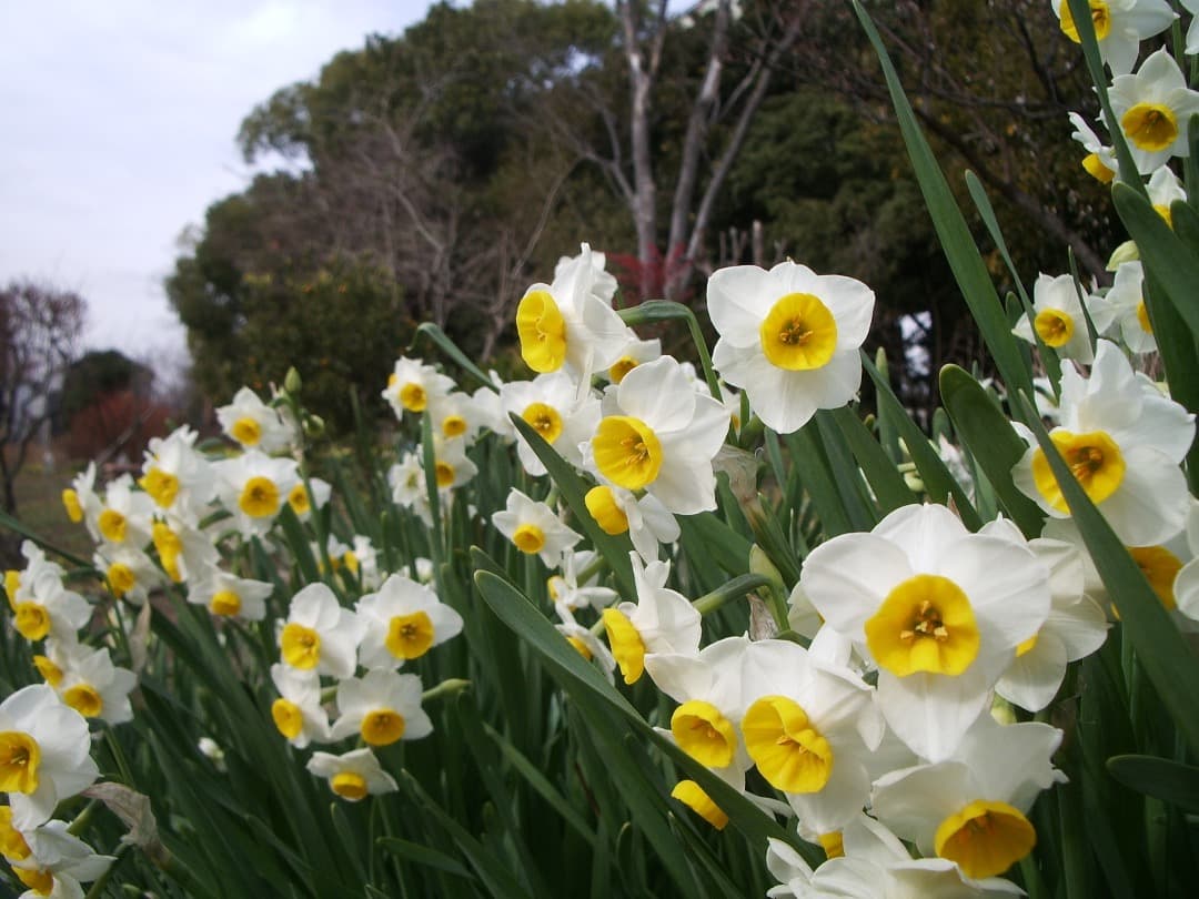 実写美⭕️【動作確認済】ペンタックス　PENTAX Optio S50