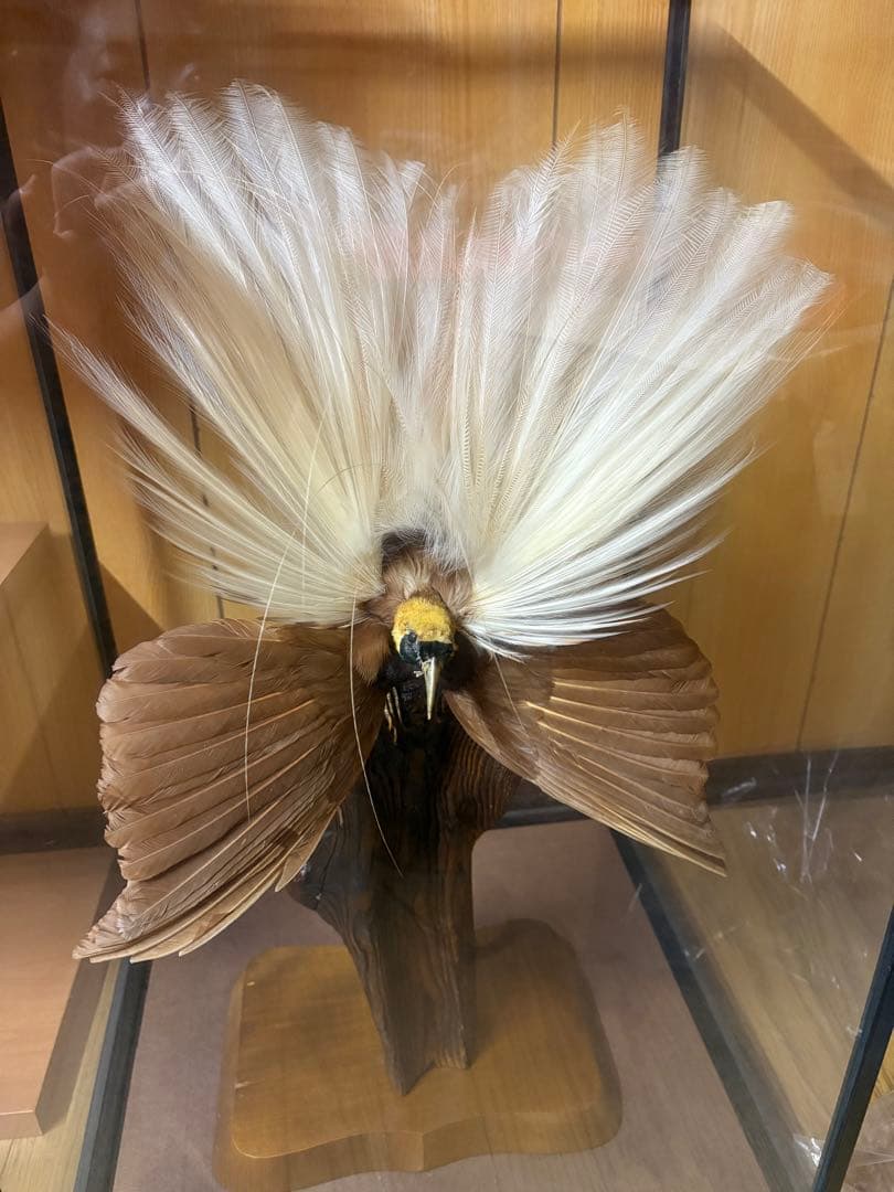 極楽鳥の剥製 置物 ガラスケース入り