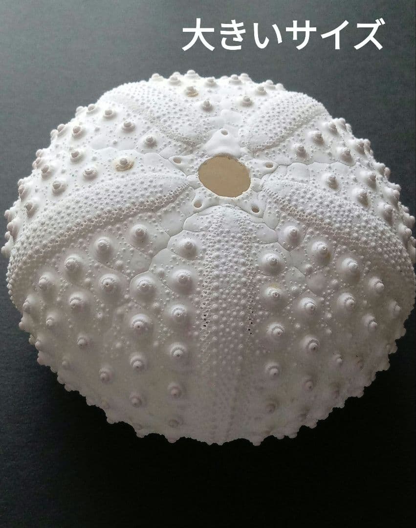 天然素材　ウニ殻　シーウーチン　綺麗なガンガゼ　標本