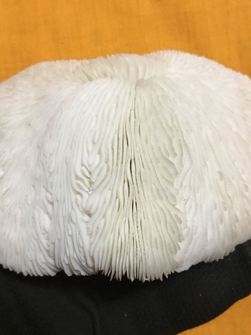 珊瑚の化石でしょうが、❤️なんです。