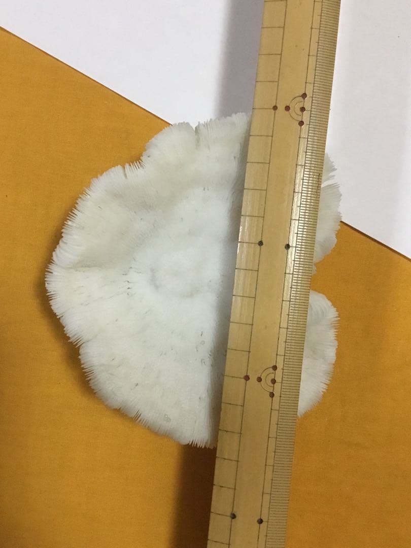 珊瑚の化石でしょうが、❤️なんです。