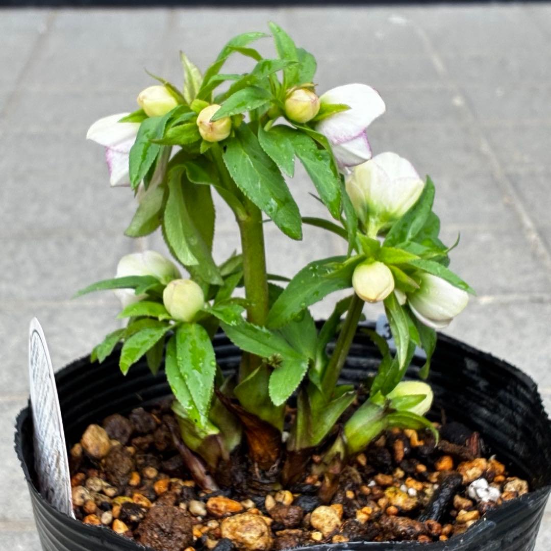 ぴ*ん様 3441☘️花、タグ付☘️プチドール⭐️超小輪⭐️超コンパクト⭐️繊細