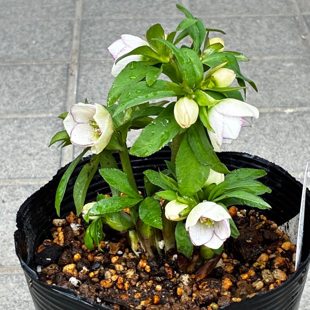 ぴ*ん様 3441☘️花、タグ付☘️プチドール⭐️超小輪⭐️超コンパクト⭐️繊細