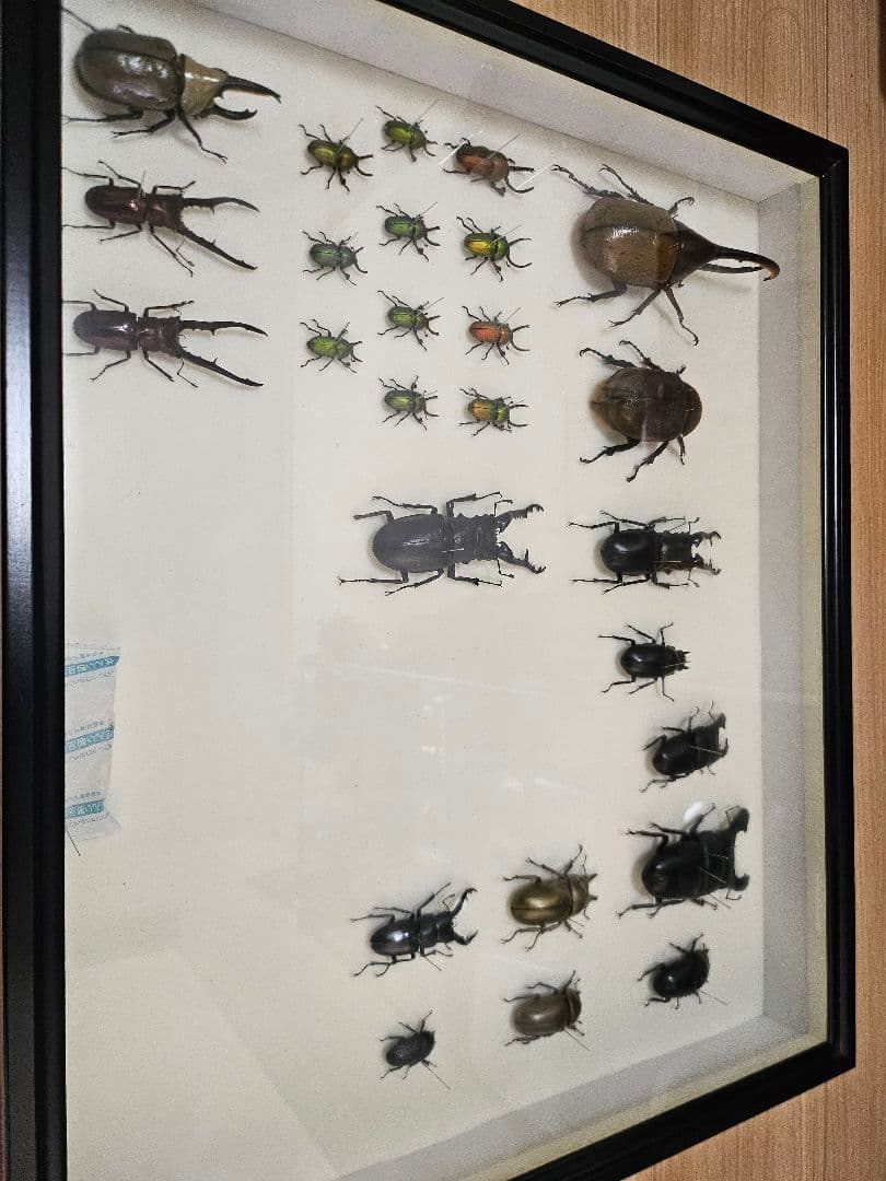 ラ*フ様 カブトムシ・クワガタ標本