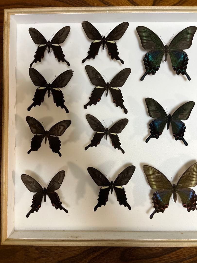 蝶標本 希少ミヤマカラスアゲハ標本ガラス木箱現状品のみ41x50x6cm