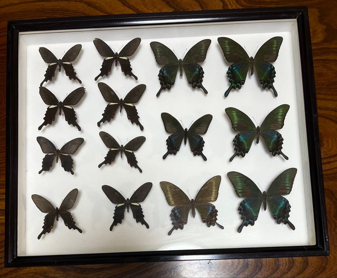 蝶標本 希少ミヤマカラスアゲハ標本ガラス木箱現状品のみ41x50x6cm