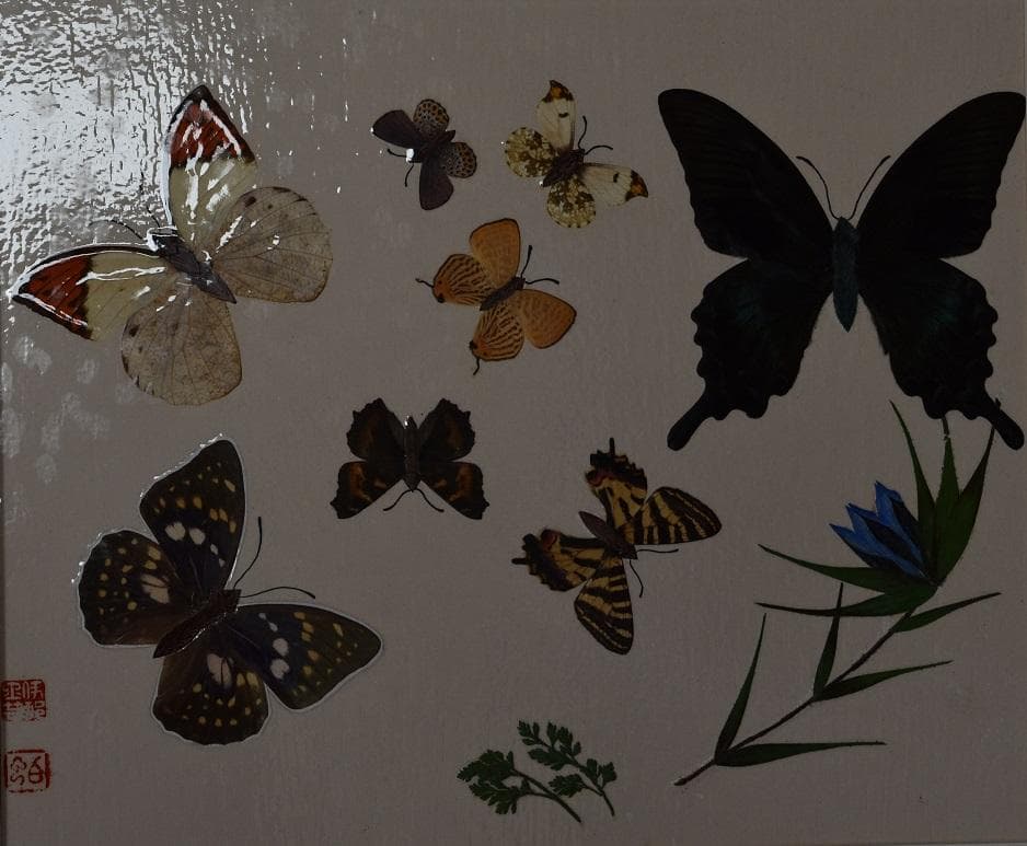 工芸作品・蝶　草花　飼育天然記念物採集地　信州/博物館・教材