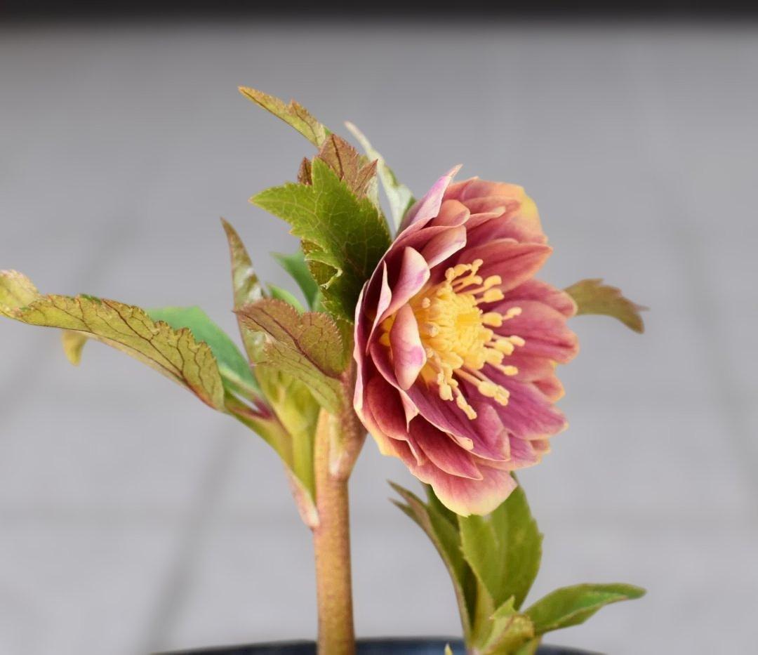 a*り様 広瀬園芸　ソレイユ　クリスマスローズ　　　開花株