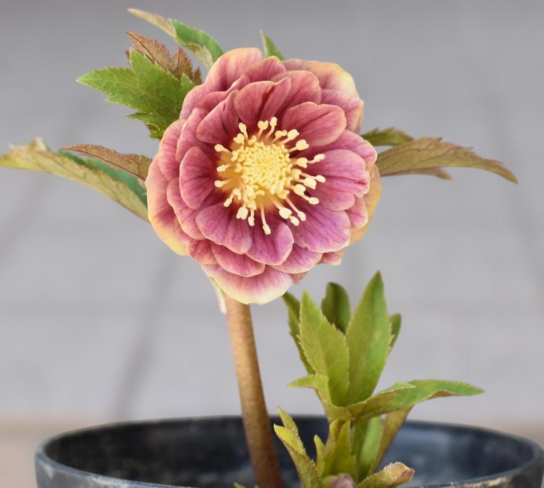 a*り様 広瀬園芸　ソレイユ　クリスマスローズ　　　開花株