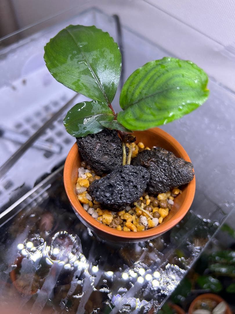 【レア種】ブセファランドラsp Sanggau Round leaves