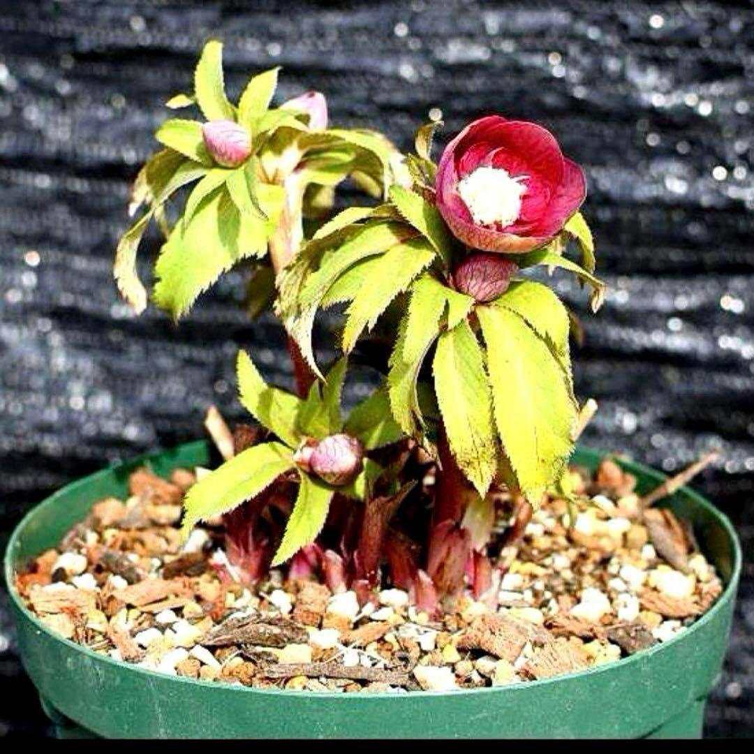 の*ん様 ☘️蕾付き☘️3377⭐️極上⭐️小輪⭐️芳香⭐️ノスタルジア系⭐️オ