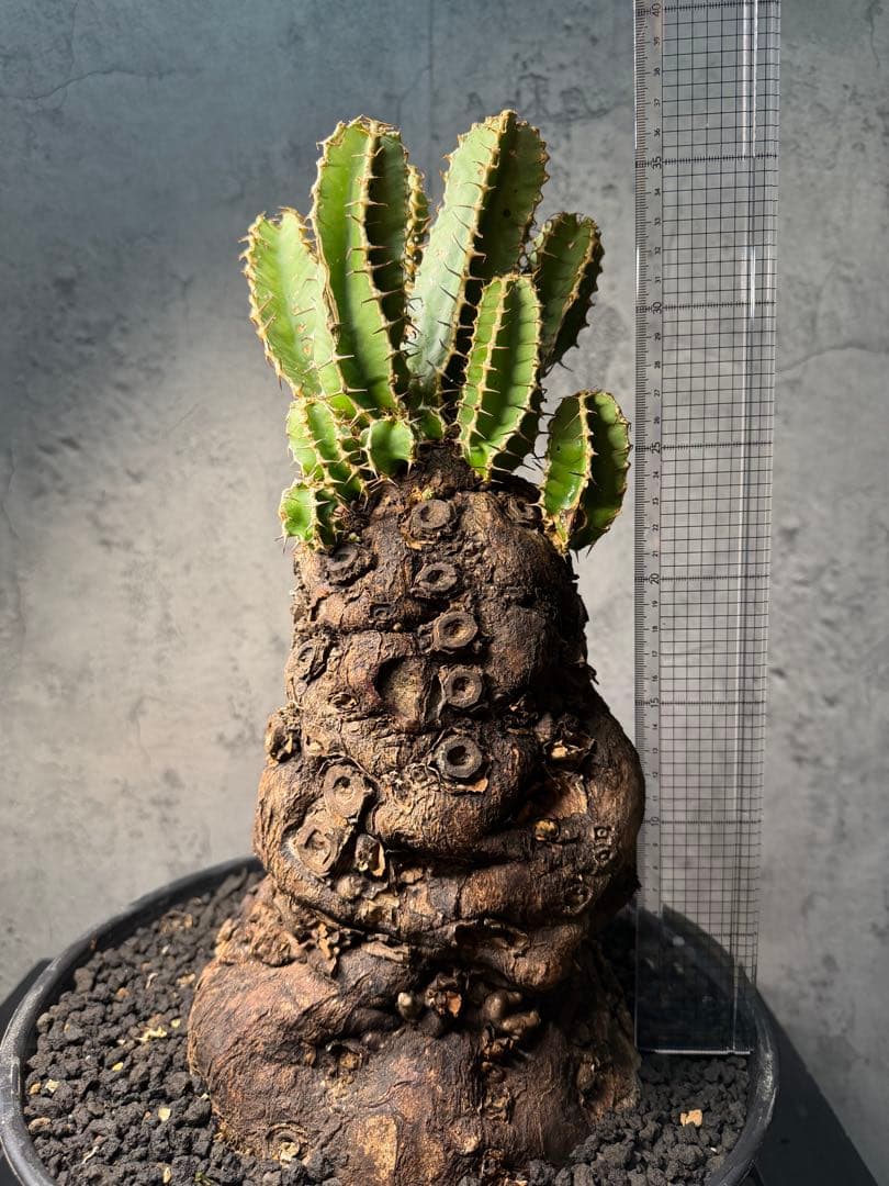 Kawasakiz1様. 【超特大・極上株】ユーフォルビア ムランジーナ