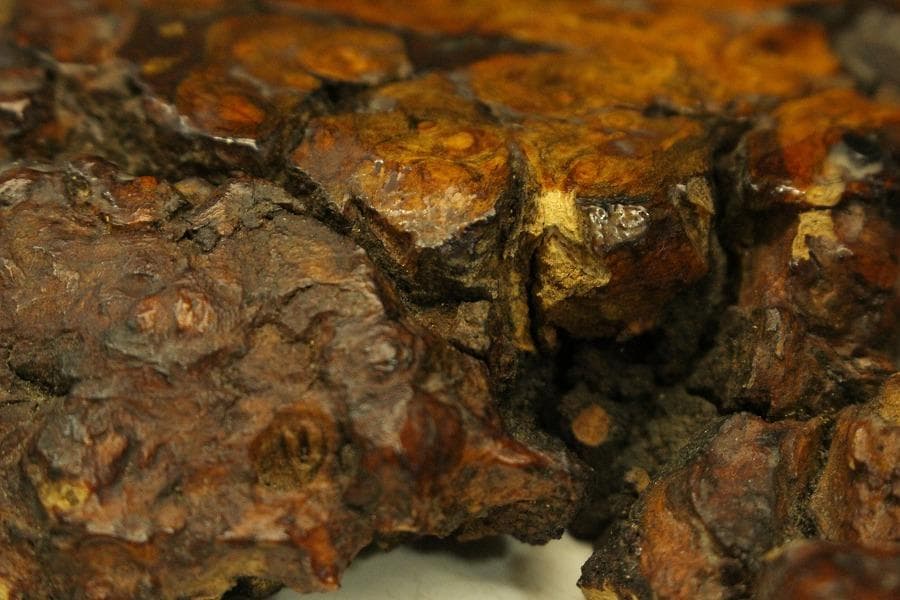 葡萄木 自然木 瘤 敷板 78cm×56cm 花梨 紅木 銘木(A466)