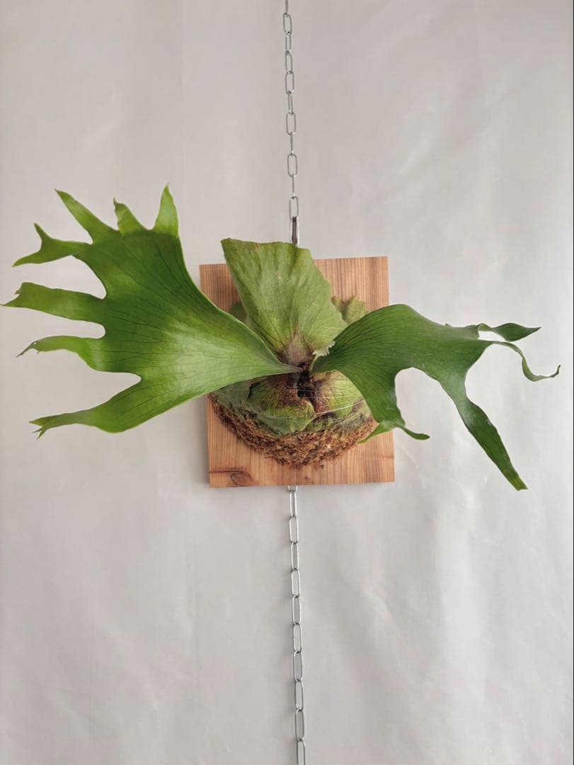 【特大】P. hillii×coronarium'Flamenco