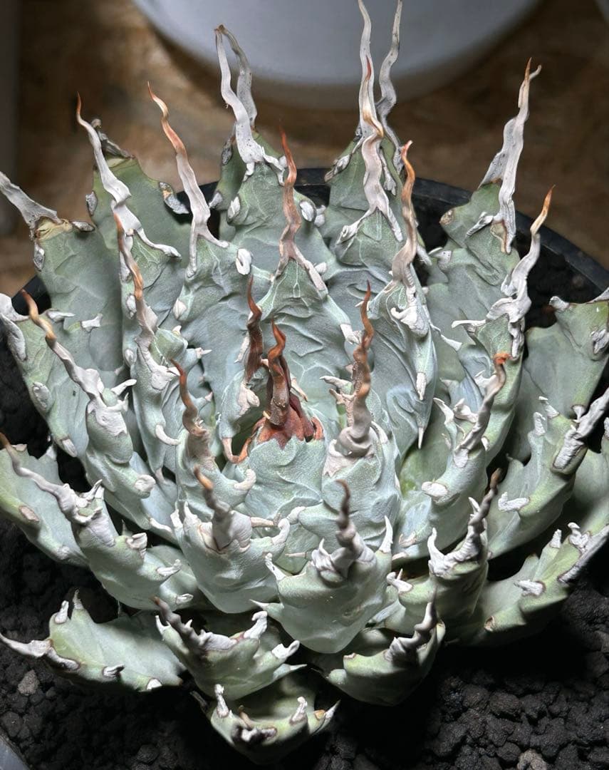 まかいきしアガベutahensis eborispina陽炎 白刺