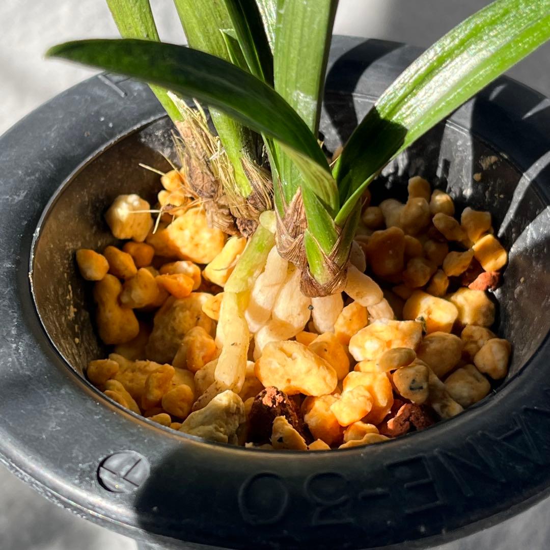 韓国春蘭　『羅紗チャボ』3本立 日本春蘭　春蘭　寒蘭　東洋蘭　山野草　多肉植物