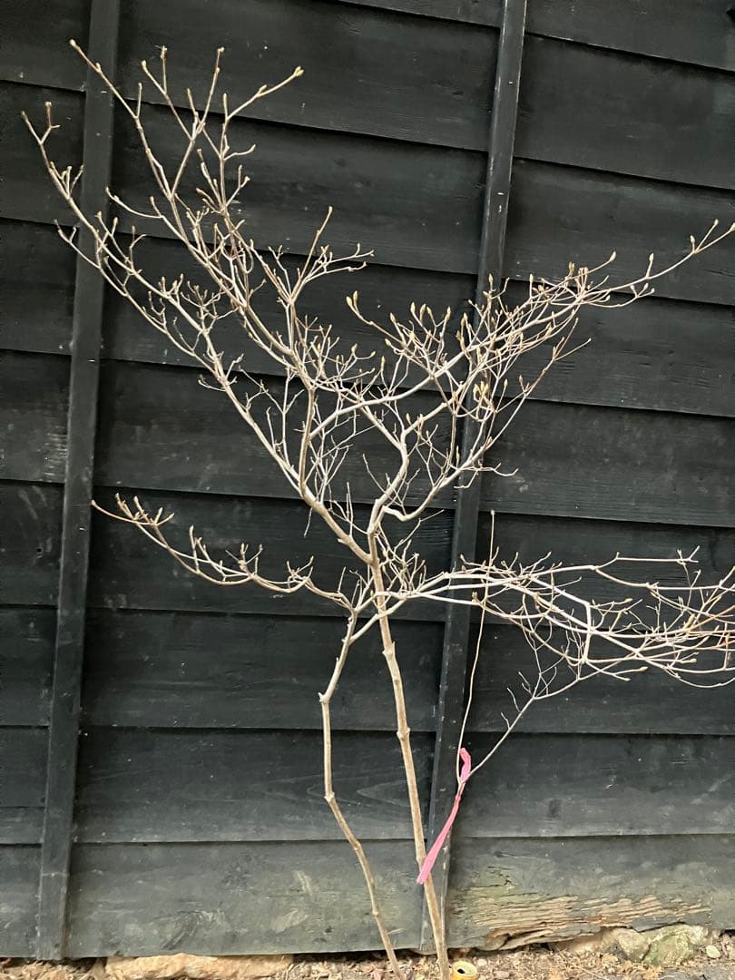 60 山採り　ミツバツツジ　バイカツツジ付き