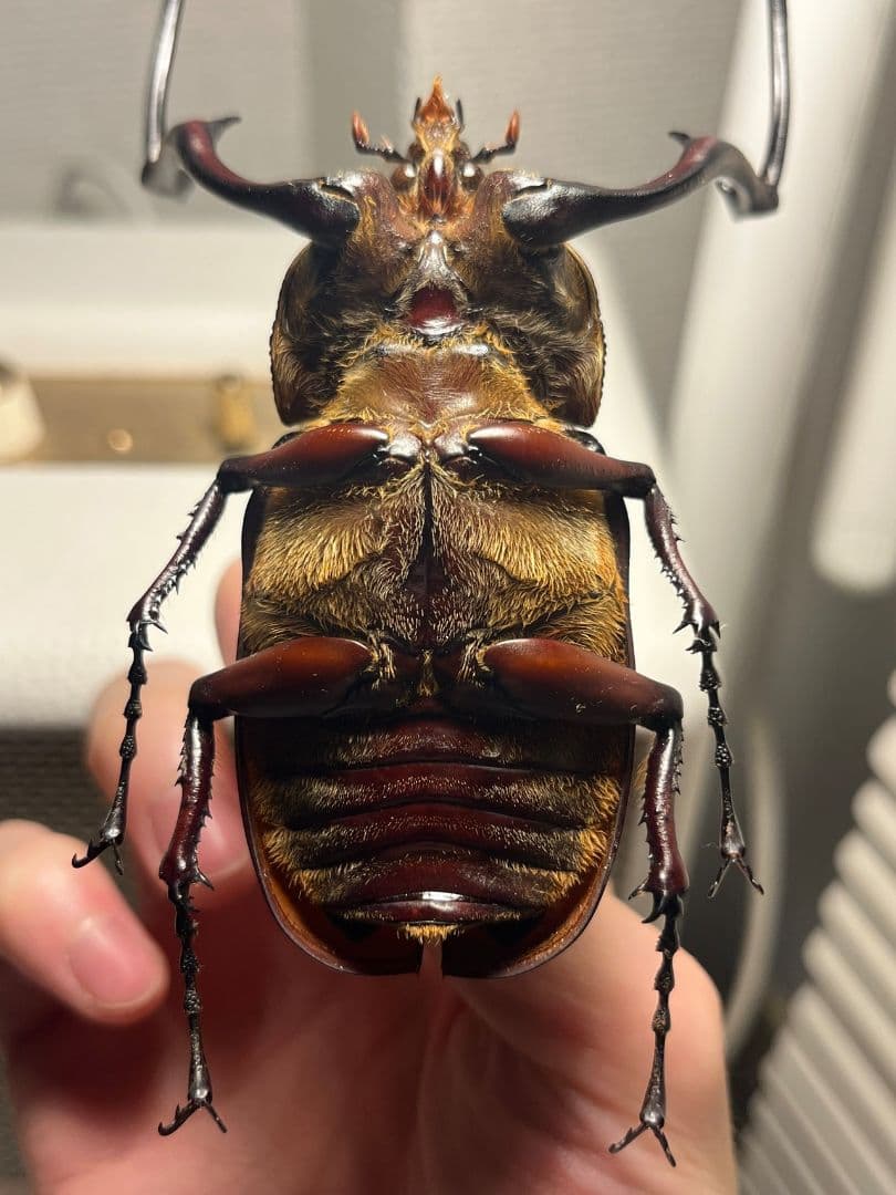 【超特大】セラムドウナガテナガコガネ テナガカミキリ昆虫標本 甲虫 タランチュラ