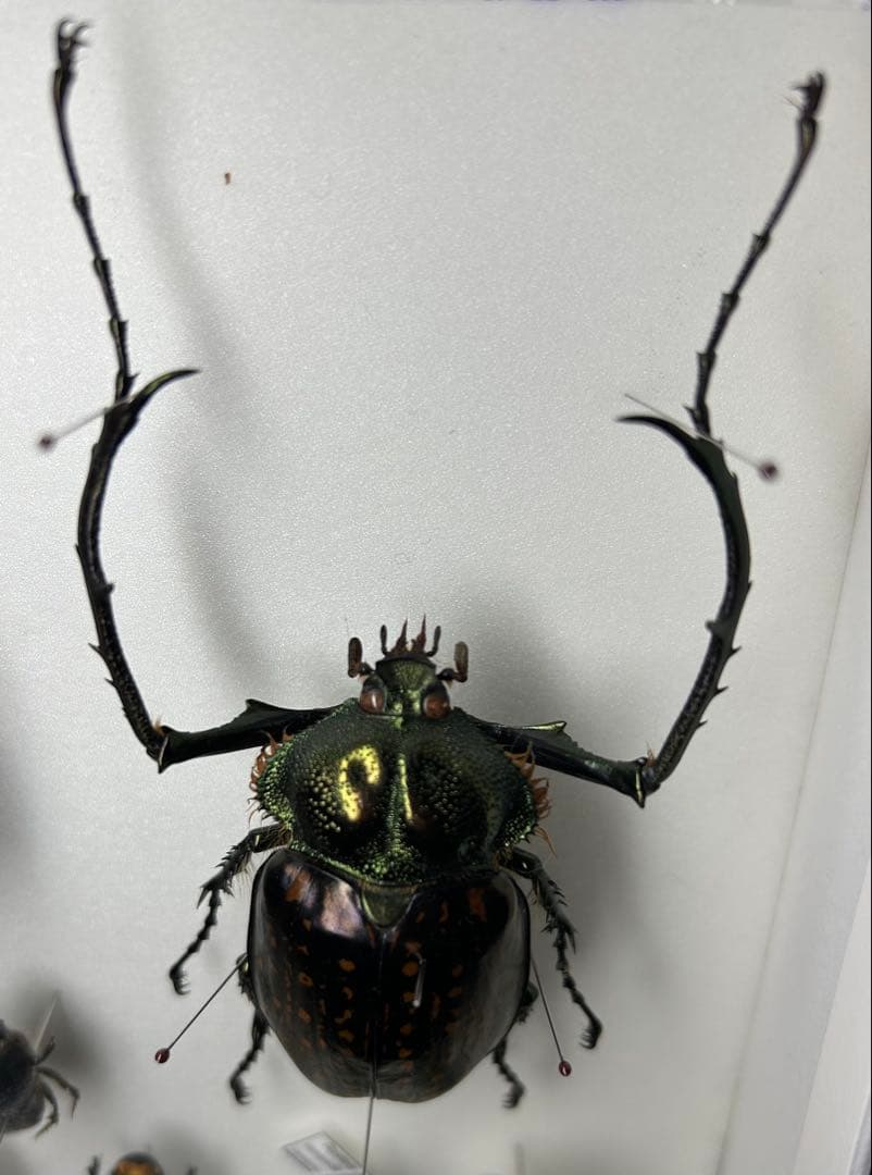 バターレルテナガコガネ　オス　標本