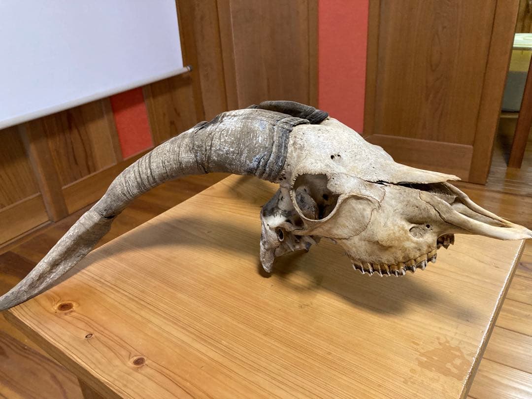 さ*く様 雄山羊のスカルオブジェ