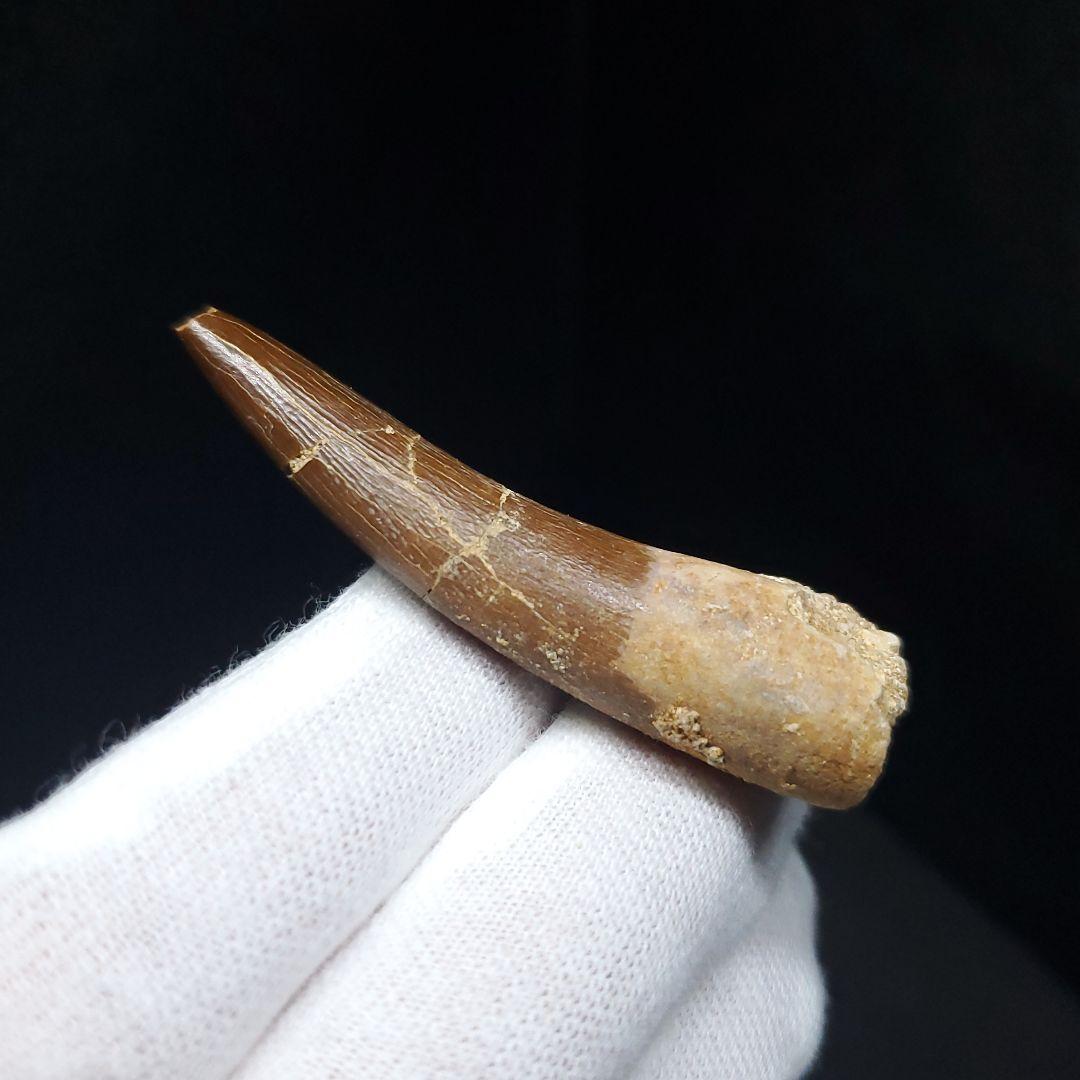 プレシオサウルス 化石 歯 本物 モロッコ産 51mm ケース付 pr110