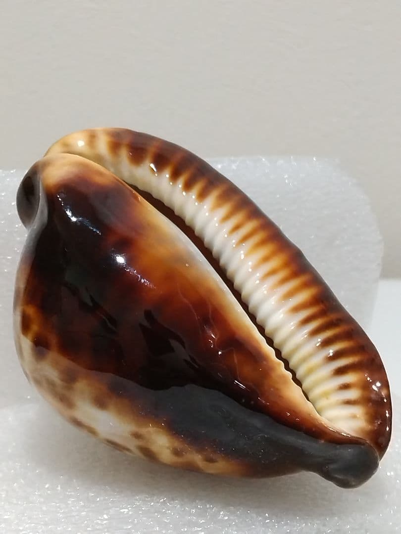 貝殻 ビードロダカラ (タカラガイ科)