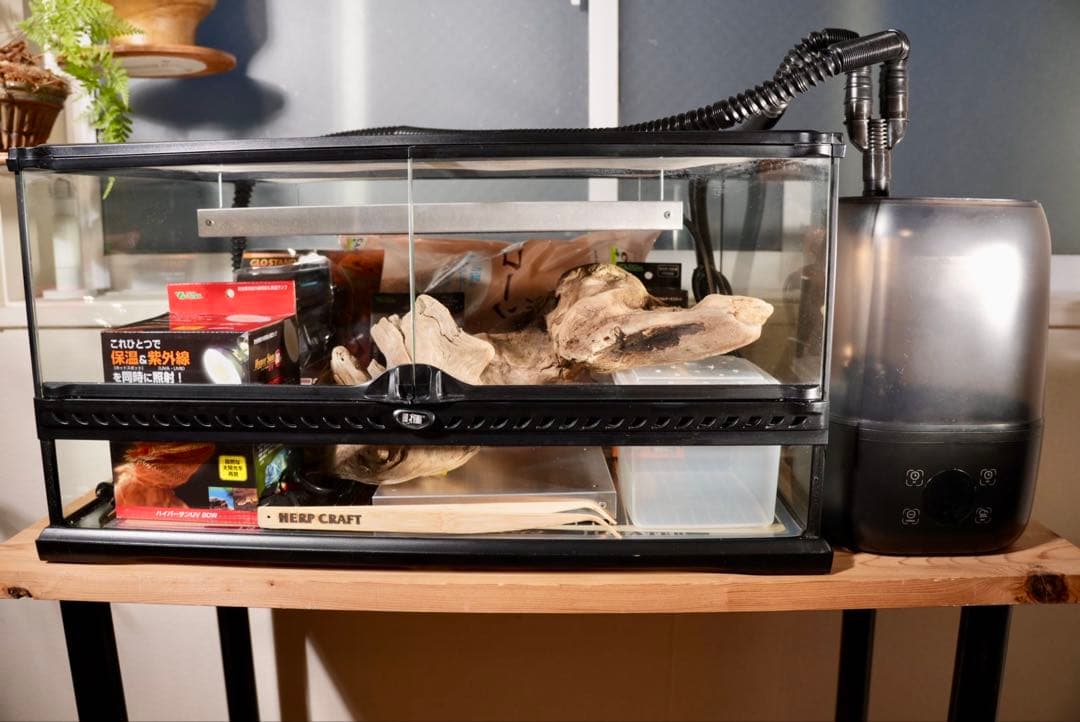 爬虫類　飼育セット　フトアゴ　リクガメ