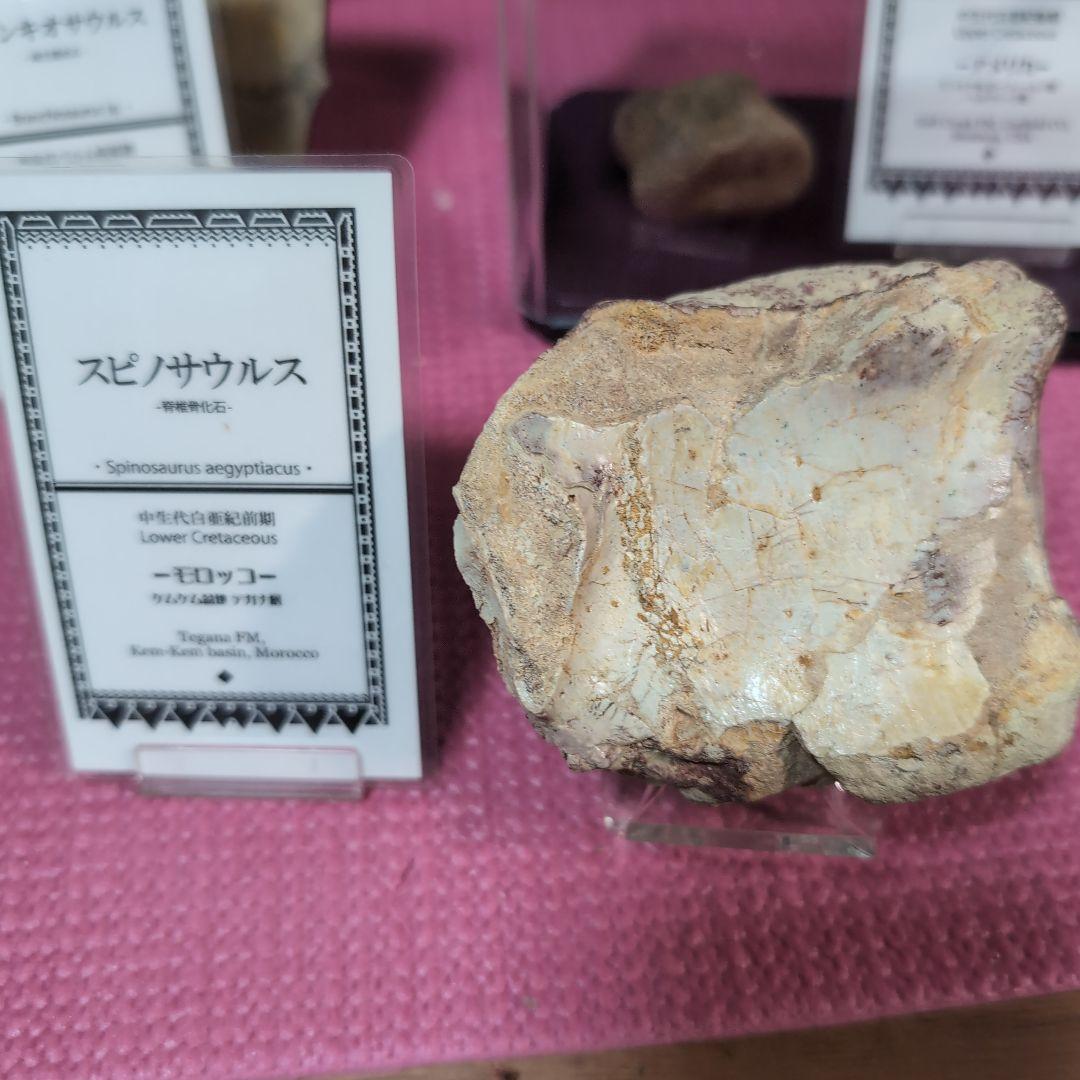 本物　スピノサウルス　骨化石　ラベル　台座付き