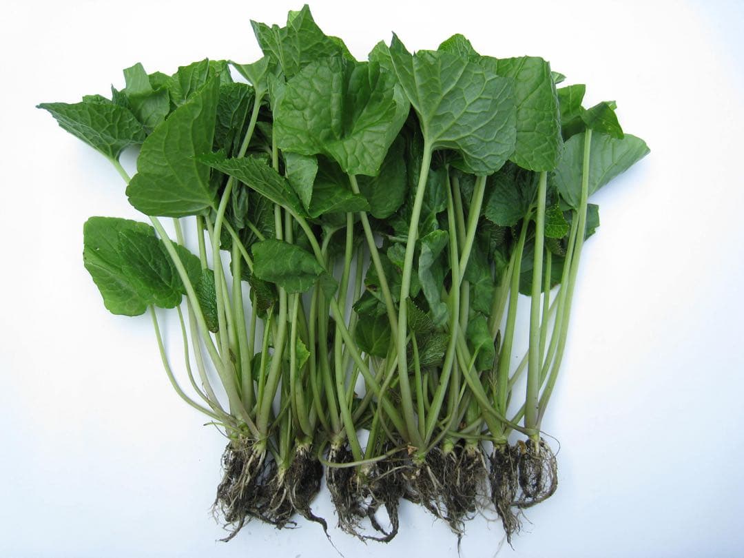 静岡県産　わさび苗　１００本　ワサビ　苗