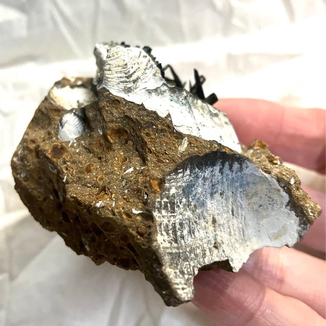 希少 ヴィヴィアナイト シェルフォッシル 藍鉄鉱 貝化石 原石 標本 118g