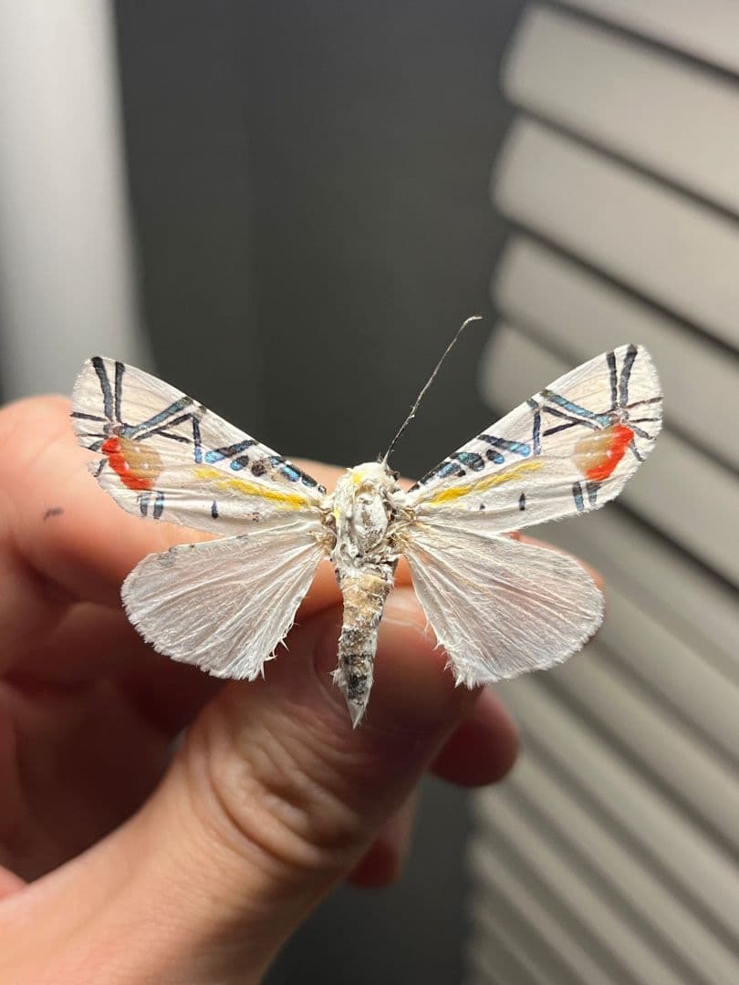 【初展翅C品】ピカソモスタナバタユタカヤガ蛾ルナモスミズアオ