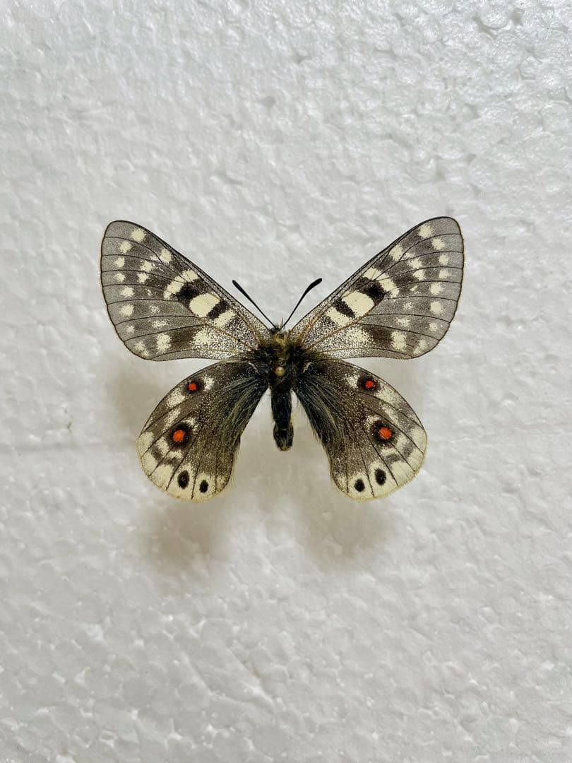 パルナシウス・アクデステス（チベット産、 オス）