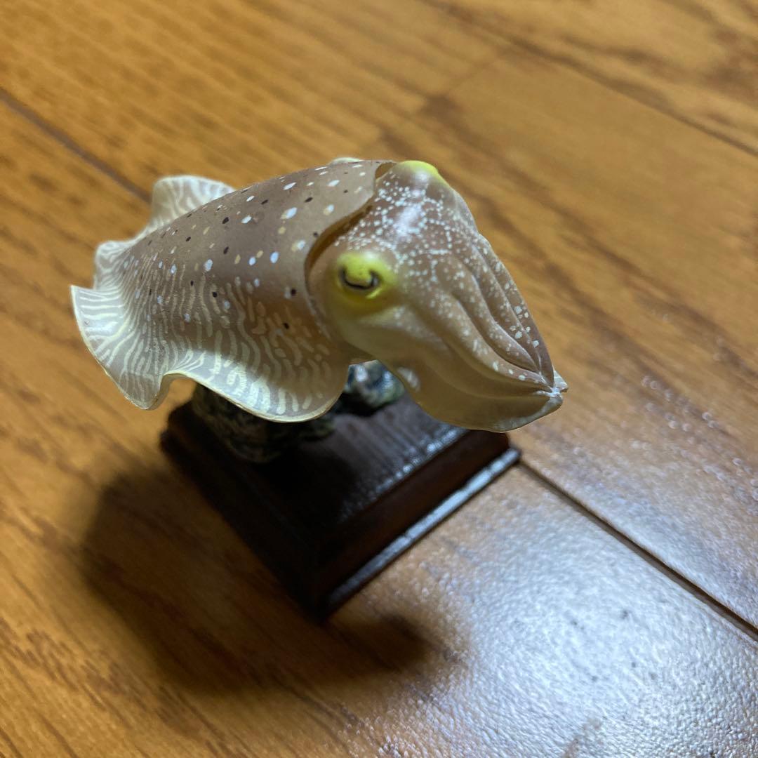 ネイチャーテクニカラー　コブシメ　鳥羽水族館