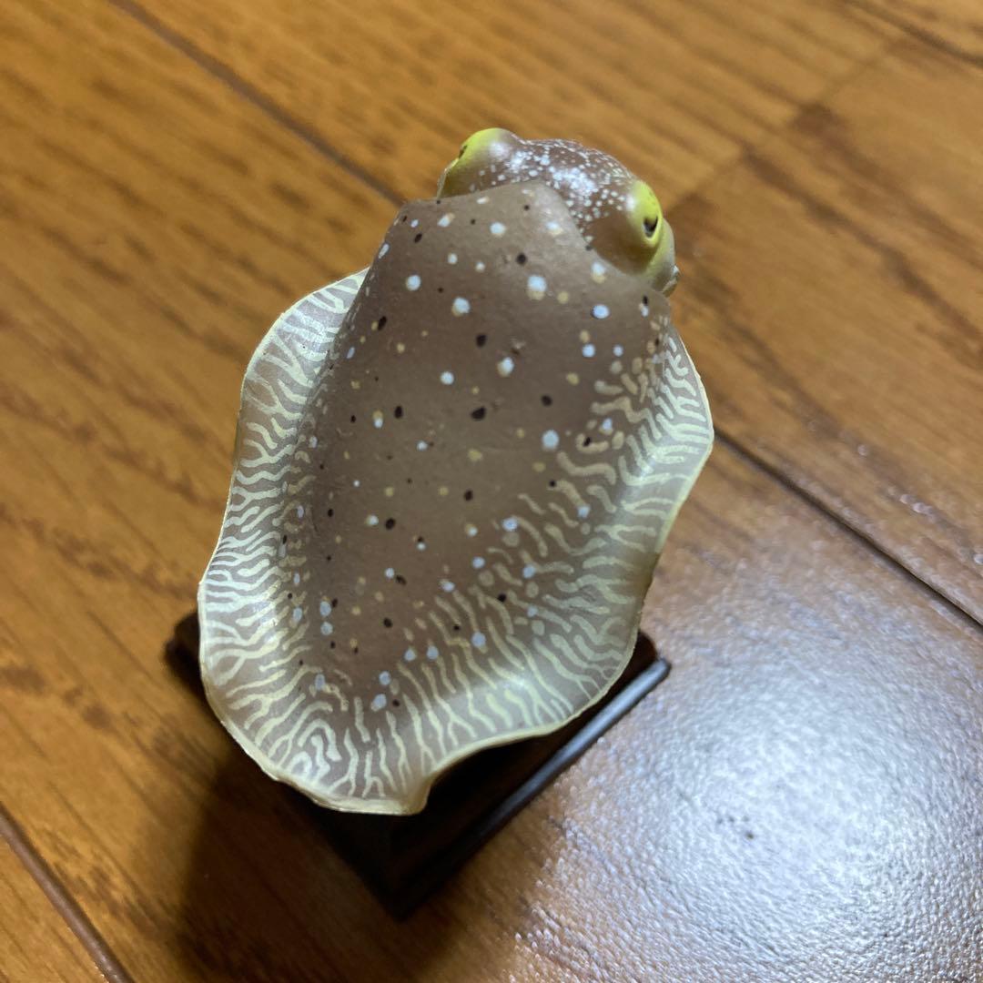 ネイチャーテクニカラー　コブシメ　鳥羽水族館