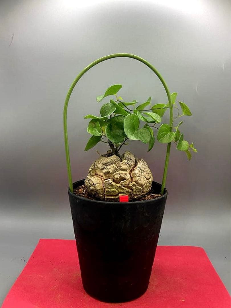 くわじろう様 リクエスト 3点 まとめ商品