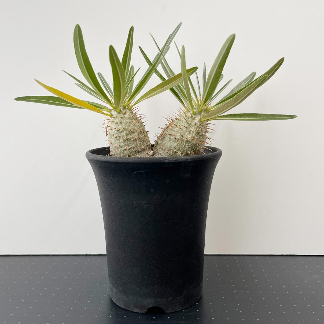 パキポディウム・グラキリス　実生株 2頭