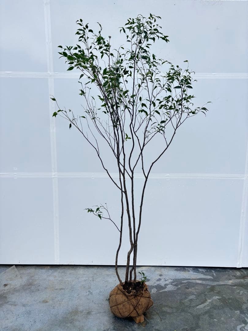 ricca 樹形が魅力的 山採り ハイノキ 株立 717 樹高1.8m位