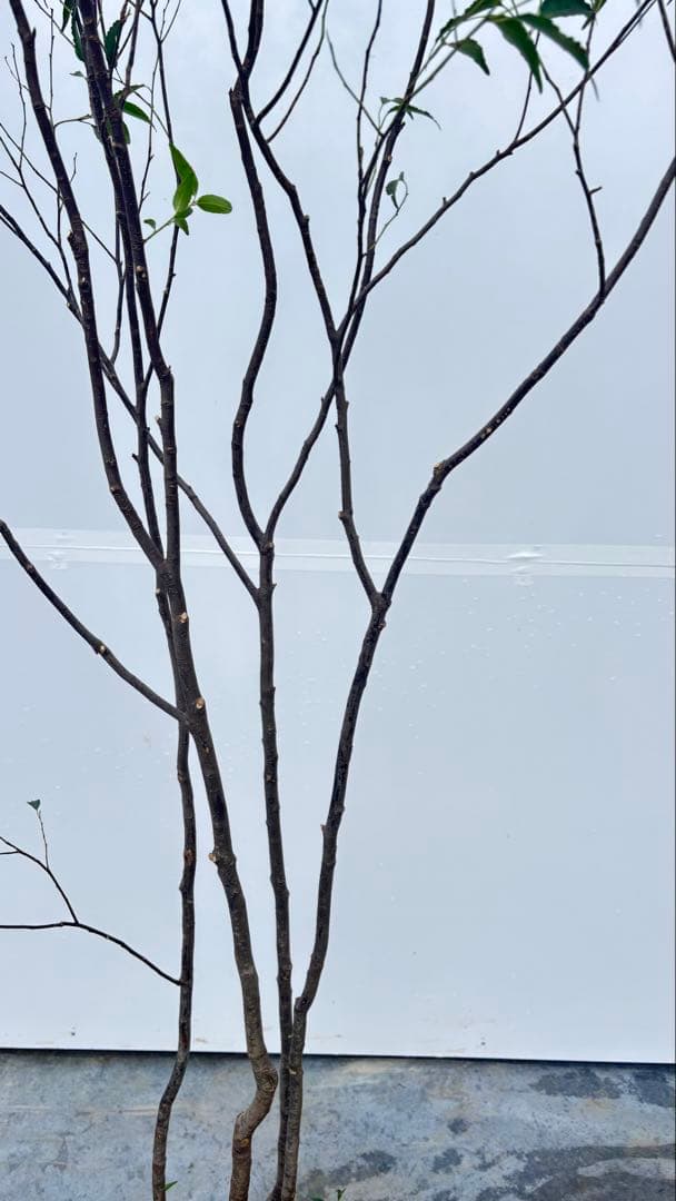 ricca 樹形が魅力的 山採り ハイノキ 株立 717 樹高1.8m位