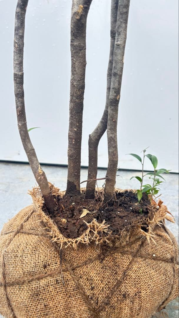 ricca 樹形が魅力的 山採り ハイノキ 株立 717 樹高1.8m位