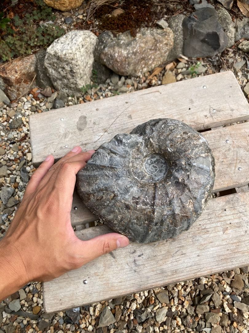 北海道　希産地　アンモナイト　1.7kg 化石