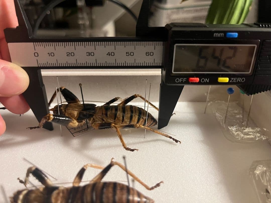 【巨大♂】ロブスターキリギリス マッチョキリギリス コロギス リオック標本